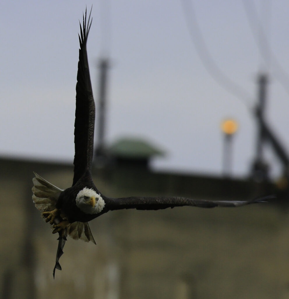 Eagle