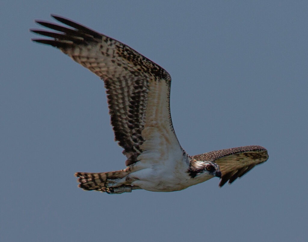 Osprey
