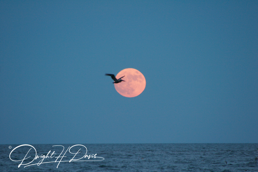 Rising Moon over the Ocean